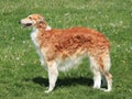 Typical Borzoi Ã¢â¬â Russian hunting Sighthound on a green grass l